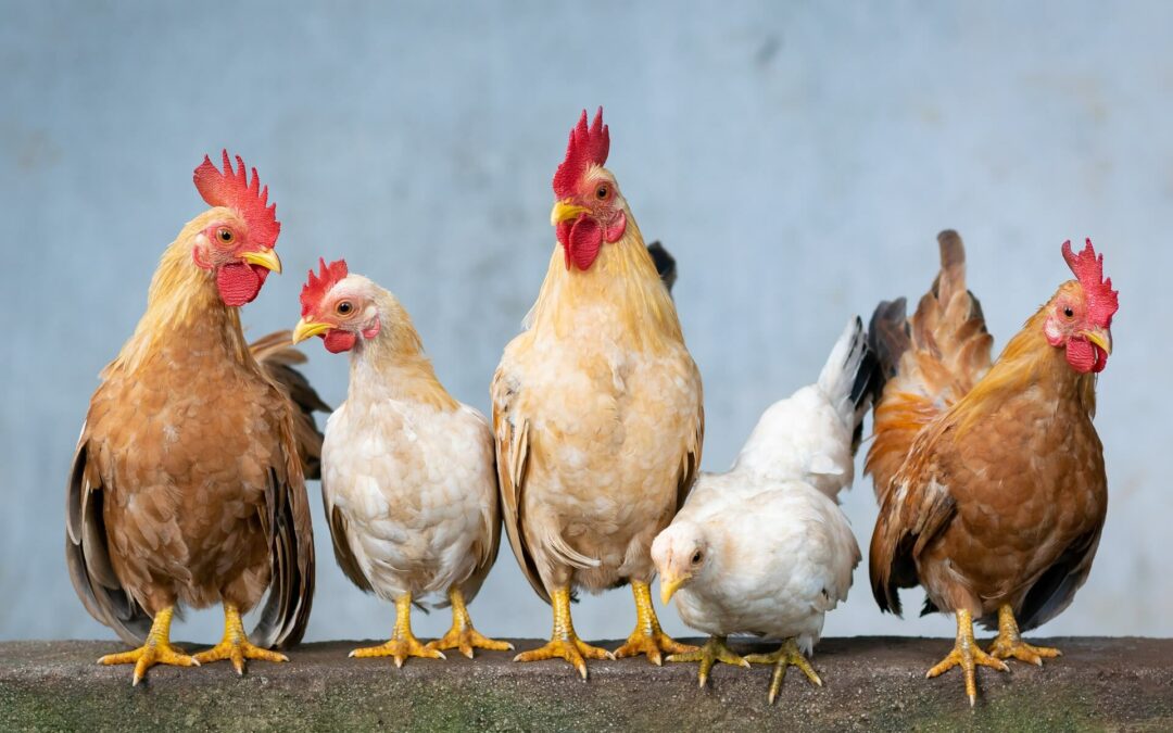 Counting Eskom chickens