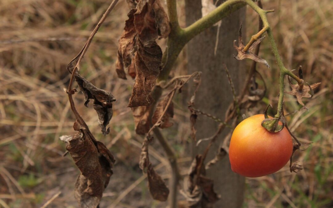 South African food price concerns for 2023